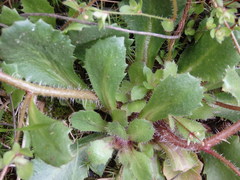 Micranthes clusii lepismigena