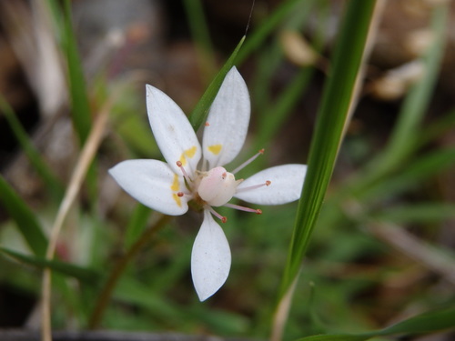 Image of French Saxifrage (Micranthes clusii) by (c) Carminda Santos, some rights reserved (CC BY)