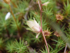Micranthes clusii lepismigena