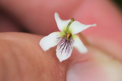 Viola × sublanceolata