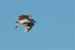 Nycticorax nycticorax