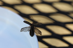 Atalantycha neglecta