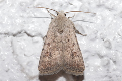 Caradrina clavipalpis