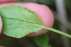 Viola × sublanceolata