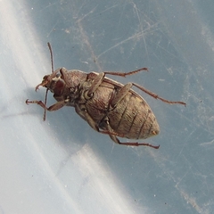 Epitragodes tomentosus