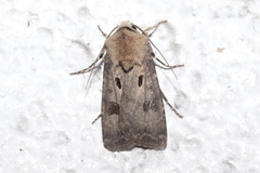 Agrotis exclamationis