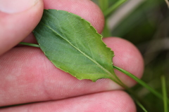 Viola × sublanceolata