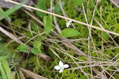 Viola × sublanceolata