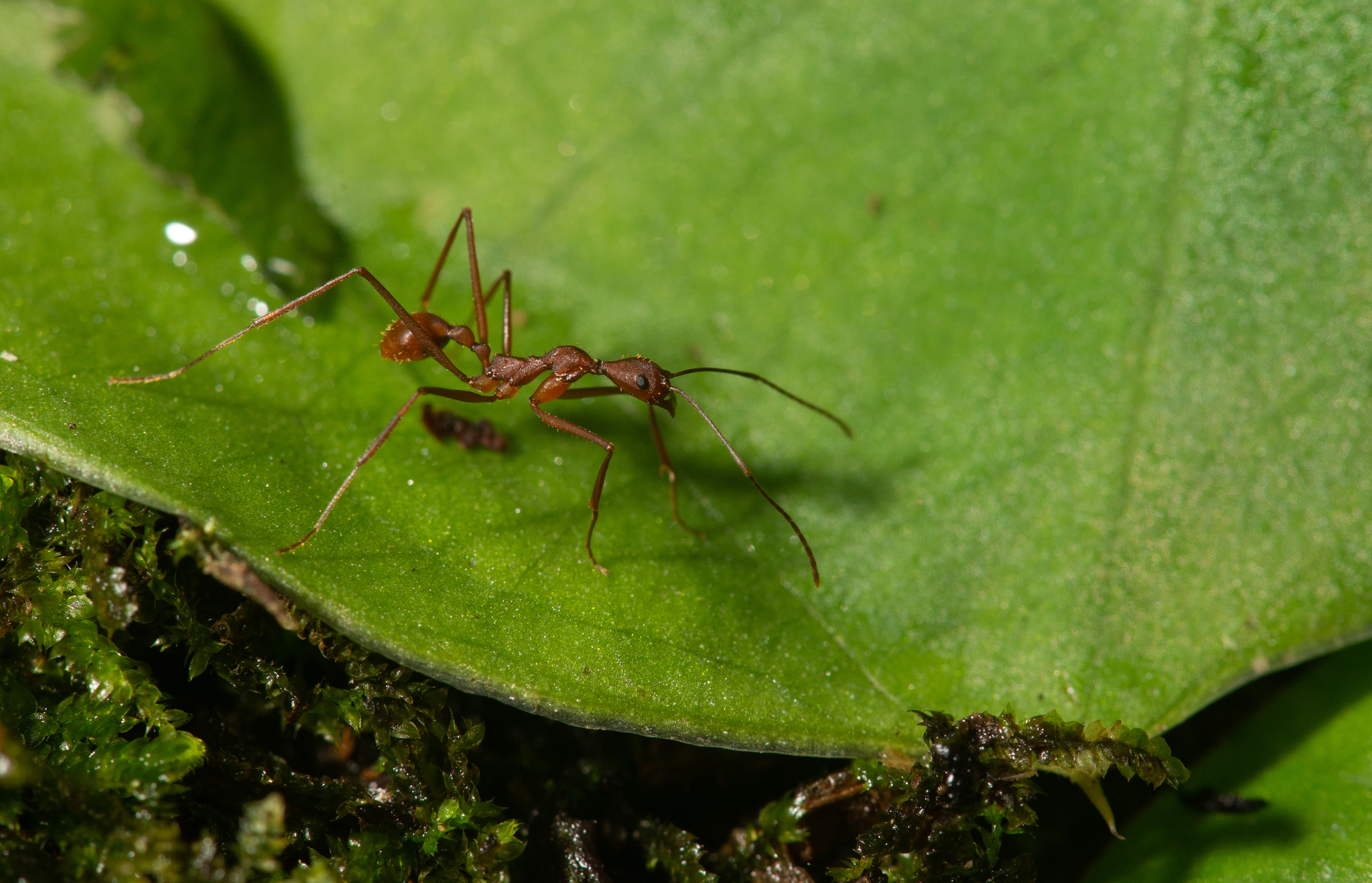 Aphaenogaster phalangium