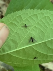 Furia ithacensis
