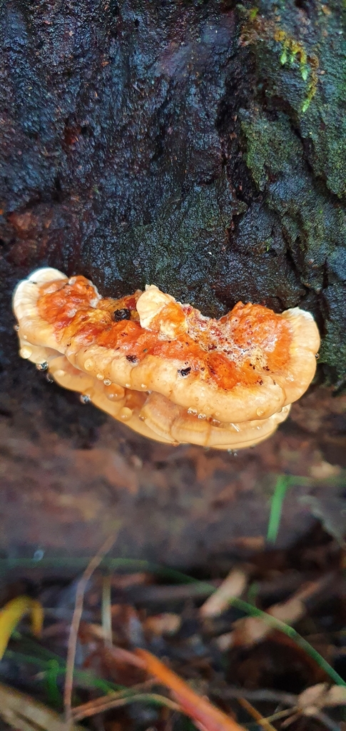 Laetiporus versisporus from Upper Gellibrand Road on May 29, 2022 at 02 ...