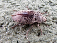 Epitragodes tomentosus