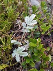 Potentilla effusa