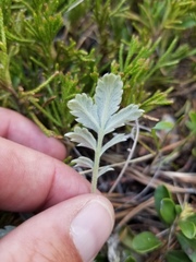 Potentilla effusa