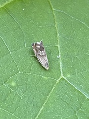 Grapholita delineana