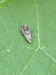 Grapholita delineana