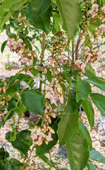 Millettia pinnata