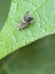 Grapholita delineana