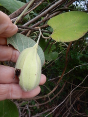 Aristolochia tomentosa