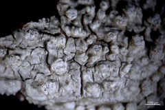 Pertusaria subvelata