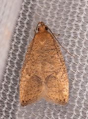 Psilocorsis quercicella