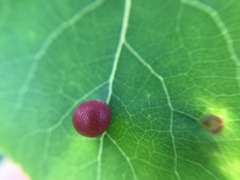 Harmandiola tremulae