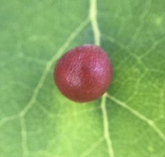 Harmandiola tremulae