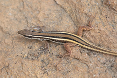 Ophisops leschenaultii