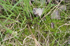 Viola × sublanceolata