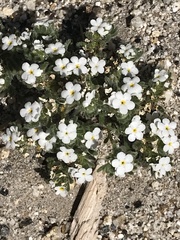 Phlox condensata
