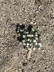Phlox condensata