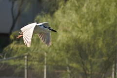 Nycticorax nycticorax
