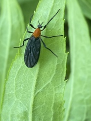 Plecia americana