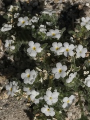 Phlox condensata