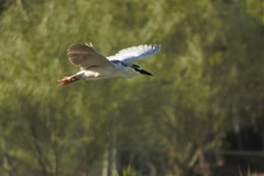 Nycticorax nycticorax