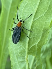 Plecia americana