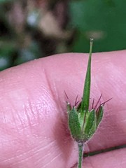 Geranium phaeum