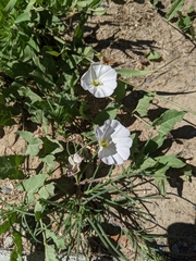 Convolvulus arvensis