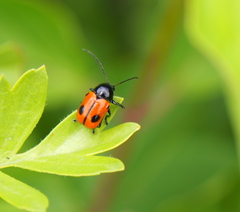 Cryptocephalus bipunctatus