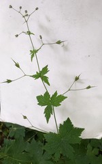 Geranium phaeum