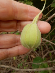 Aristolochia tomentosa