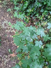 Geranium phaeum