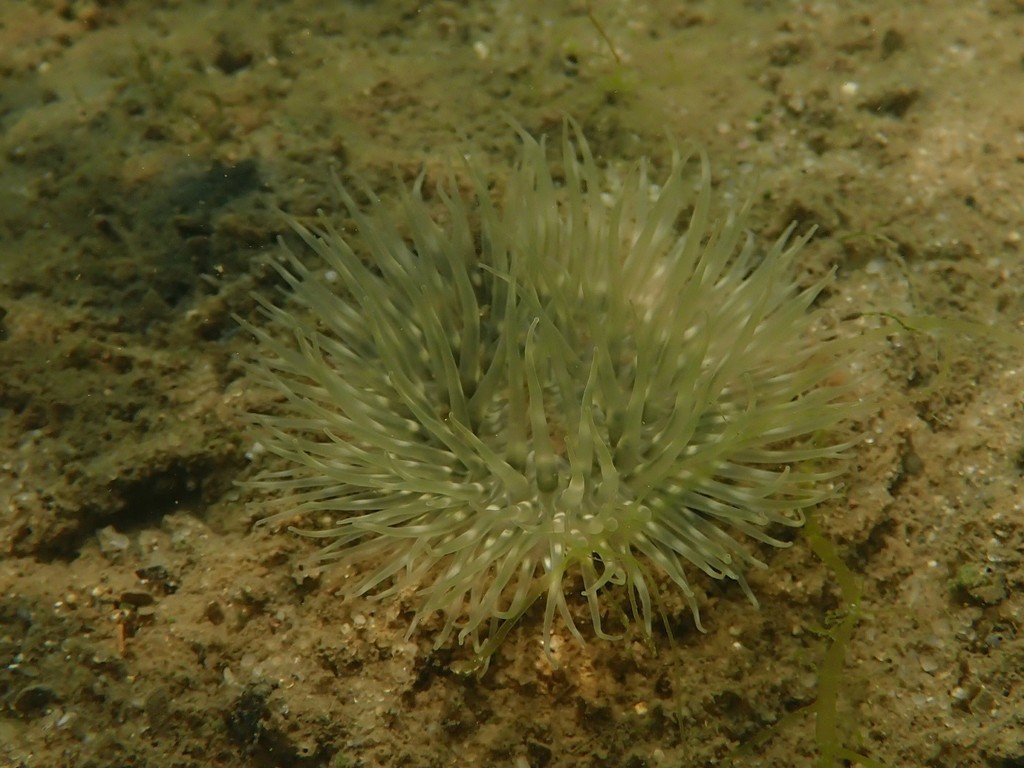 Actinothoe modesta