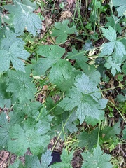 Geranium phaeum
