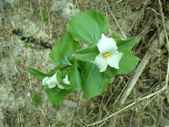 Callipetalon