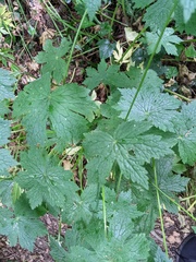 Geranium phaeum