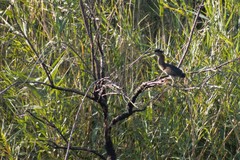 Butorides virescens