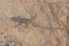 Ophisops leschenaultii