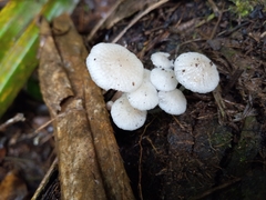 Favolaschia manipularis