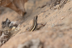 Ophisops leschenaultii